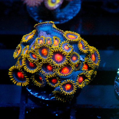 JC Alien Blood Zoa Mini Colony