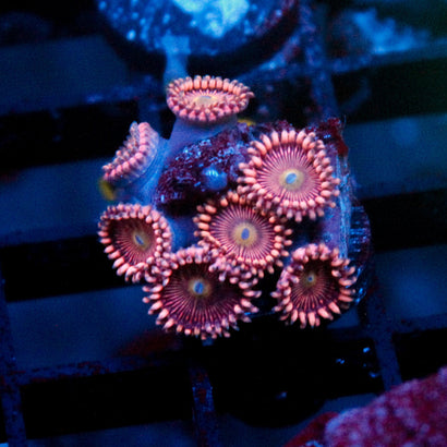 JC Purple Star