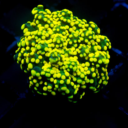 JC Neon Yellow Octo