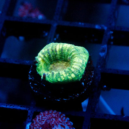 JC Neon Green Favia