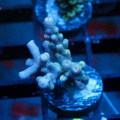 JC Corralite