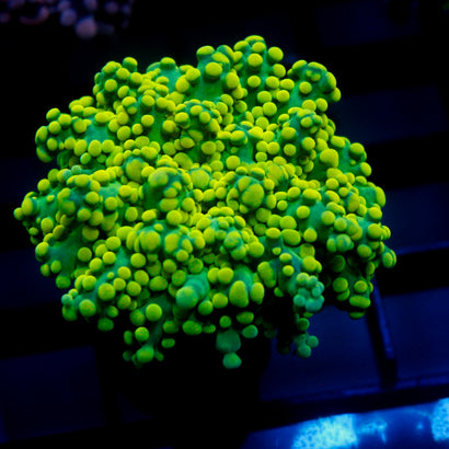 JC Neon Green OCto
