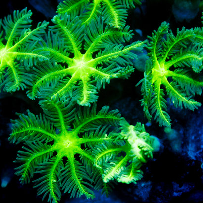 JC Neon Green Star Polyp