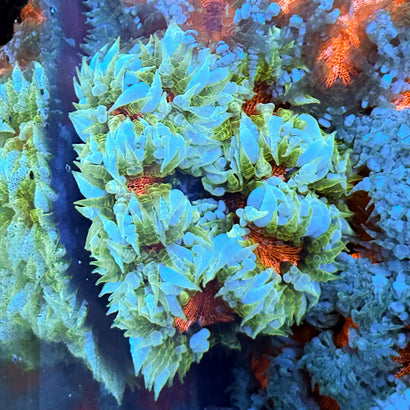 JC Ultra Rock Flower Anemone