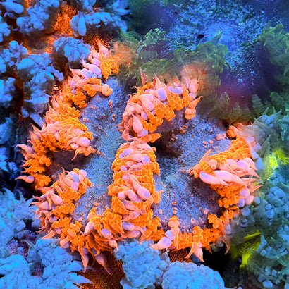 JC Ultra Rock Flower Anemone