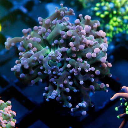 JC Pink and Gren Octo