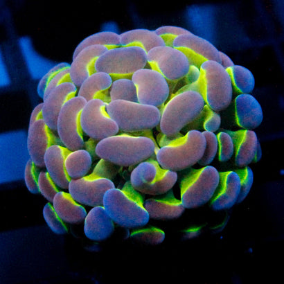 JC Ultra Hologram Hammer