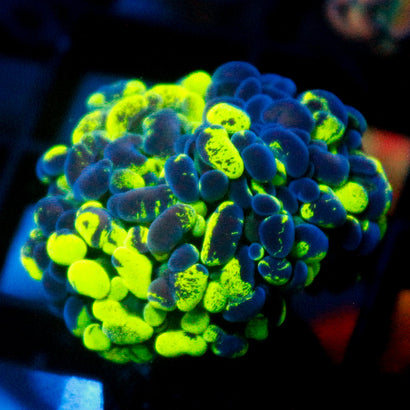 JC Ultra Splatter Hammer