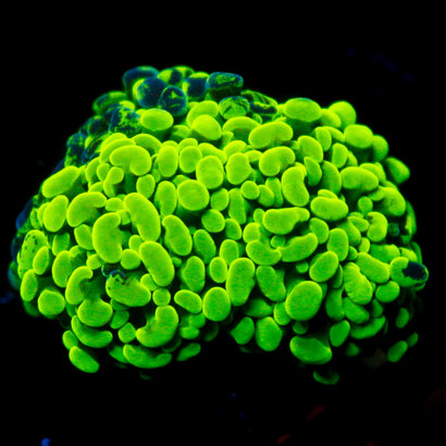 JC Neon Green Hammer