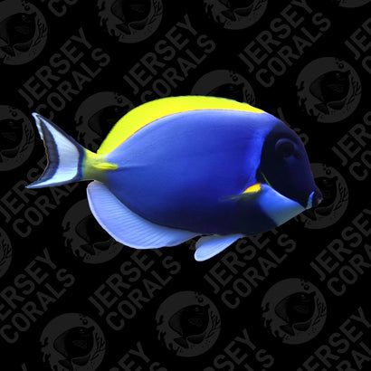 Sri Lanka Powder Blue Tang