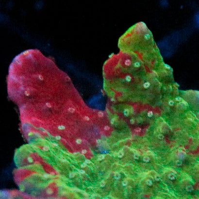 JC Grafted Monti