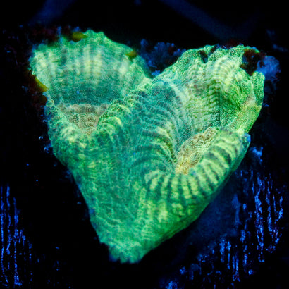 JC Neon Green Favia