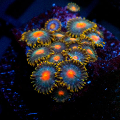 Miami Days Zoanthia
