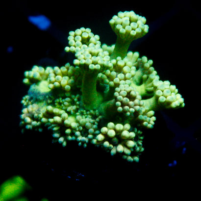 JC Spring Bloom Goni