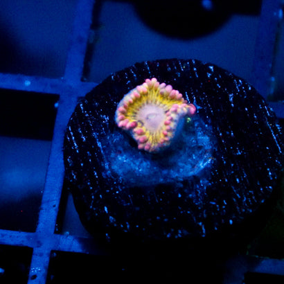 Chiquita Zoanthid