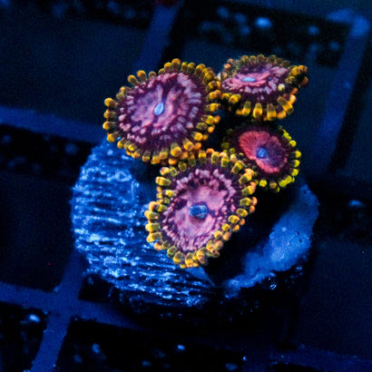 JC Purple Monster Mini Colony