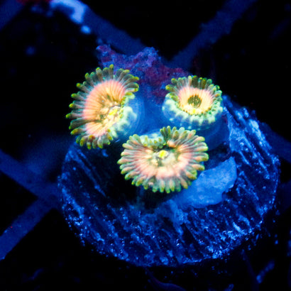 Leprechaun Burps Zoanthid