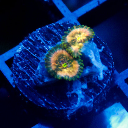 Leprechaun Burps Zoanthid