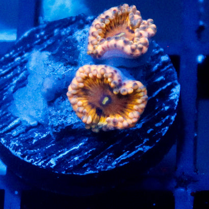 Amber Bliss Zoanthid