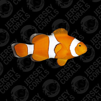 Bali True Percula Clownfish