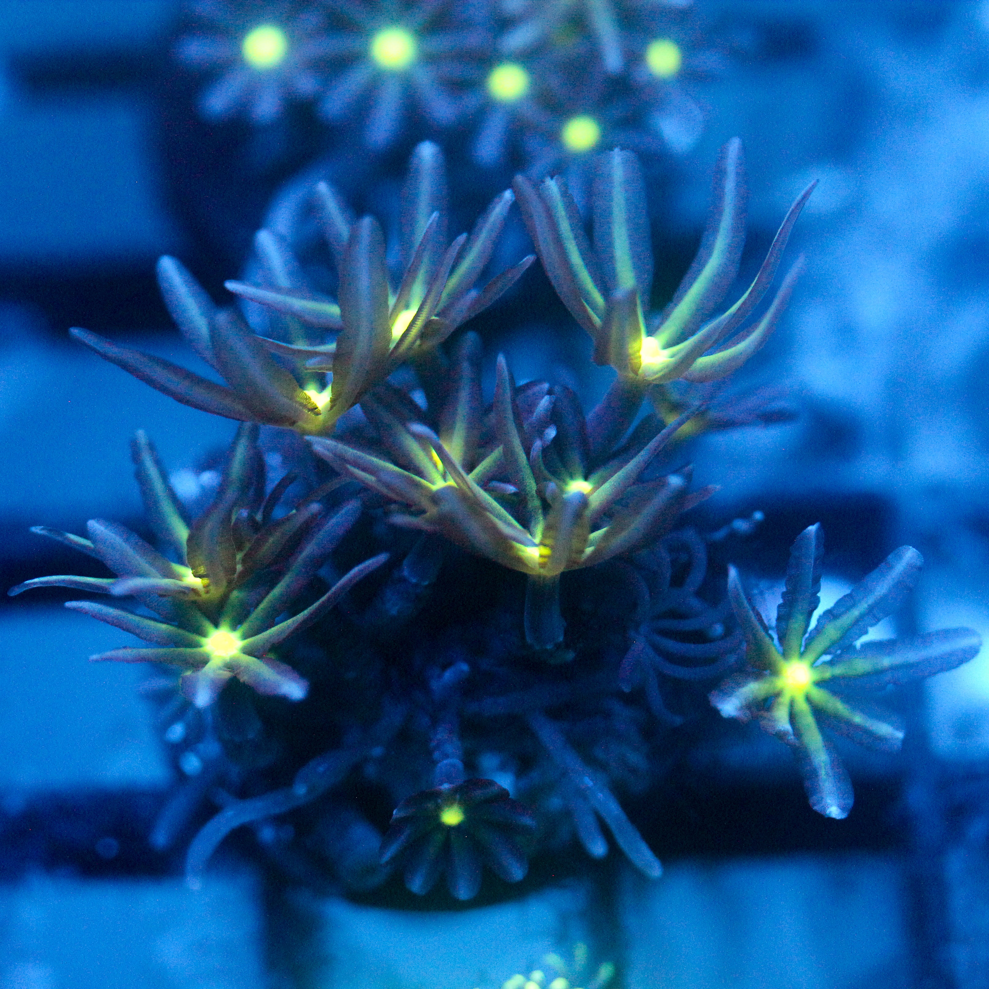 JC Enchantress Polyp Coral