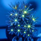 JC Enchantress Polyp Coral