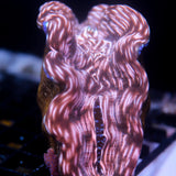 Biota Derasa 4