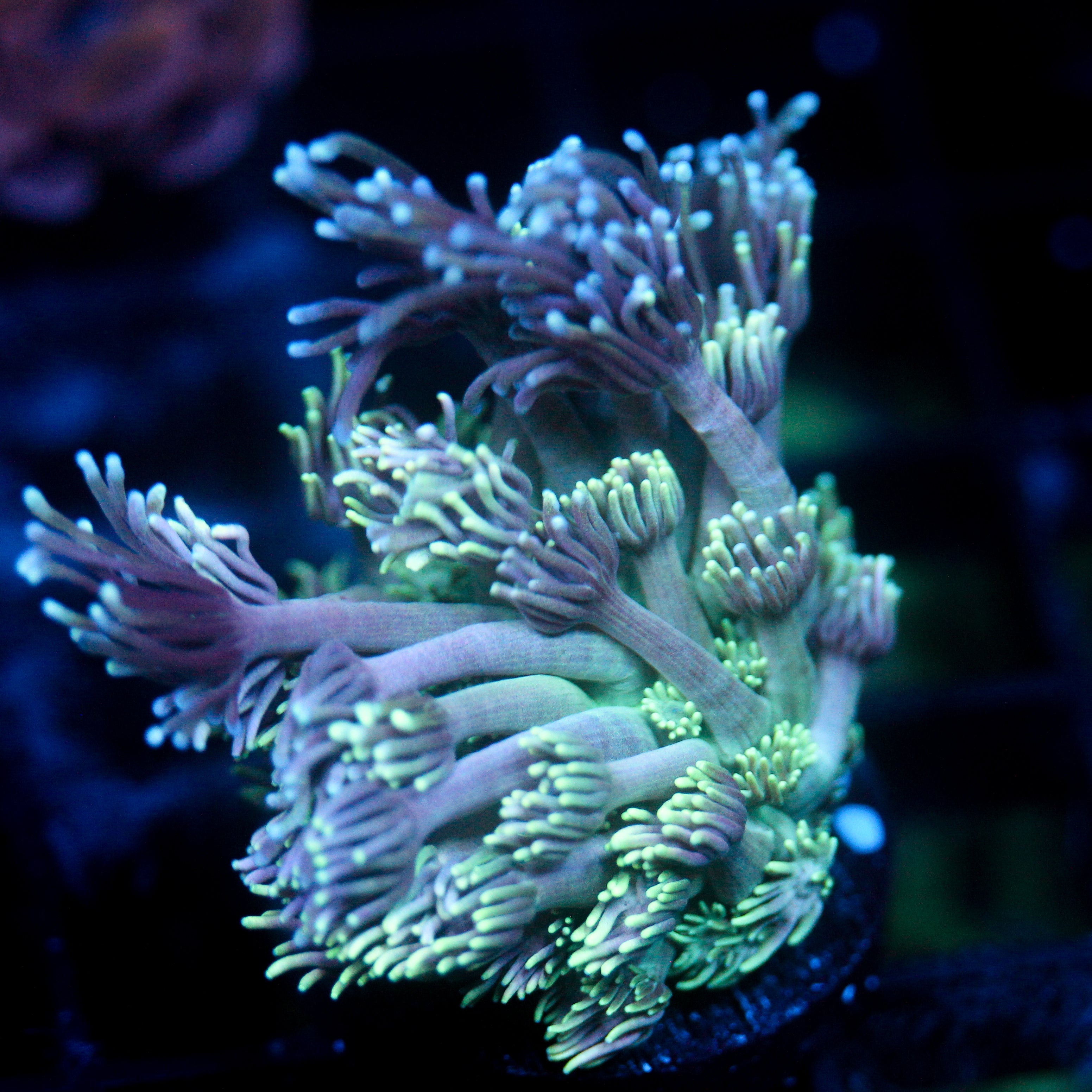 JC Poseidon's Goni