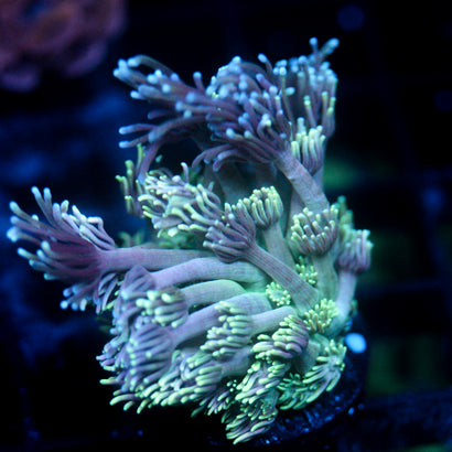 JC Poseidon's Goni