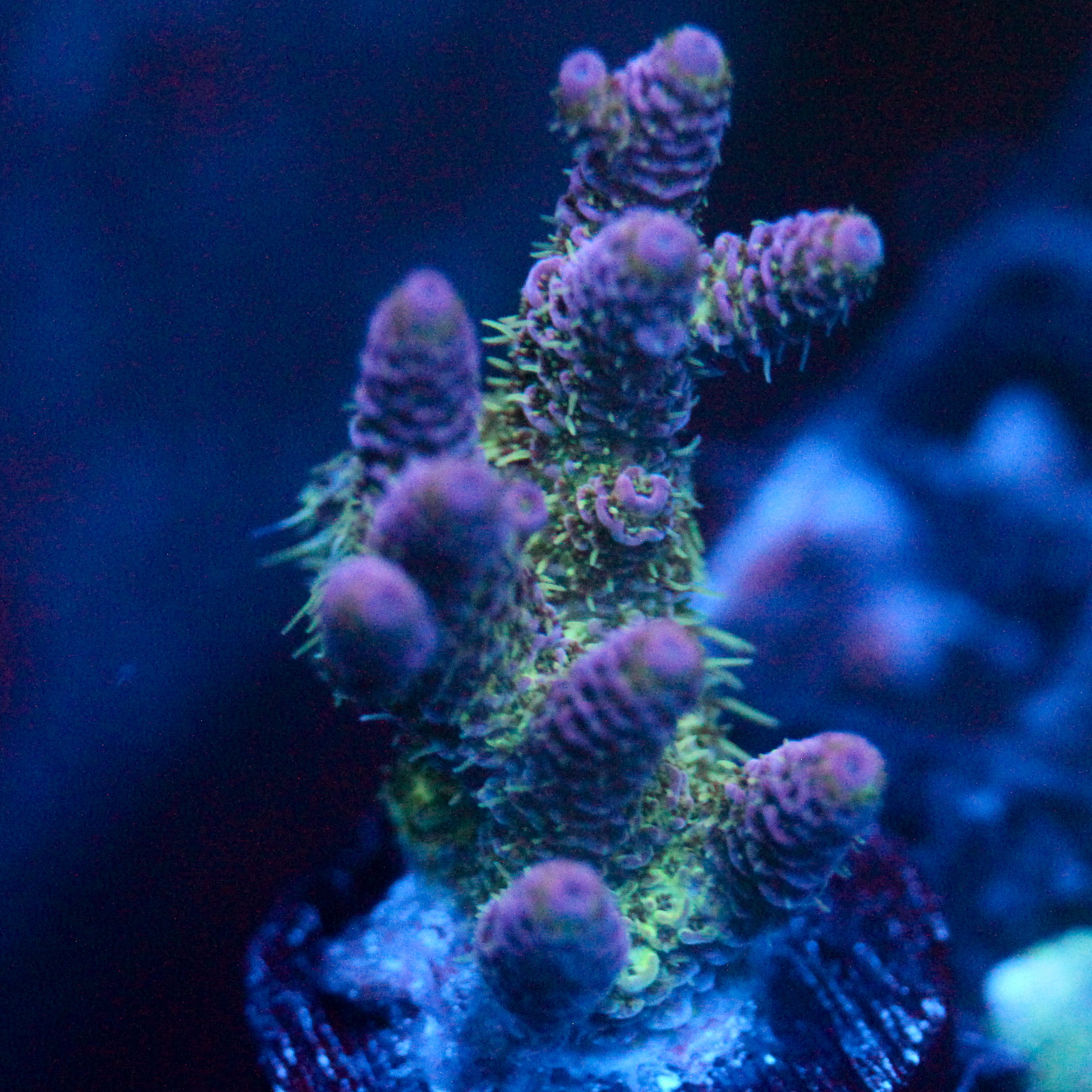 JC Purple Monster
