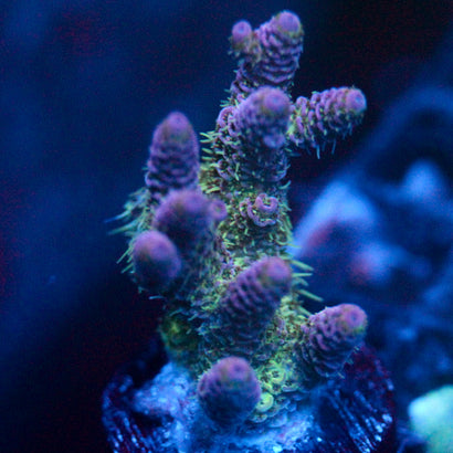 JC Purple Monster