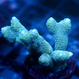 JC Blue Digi Monti