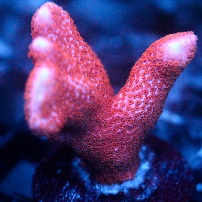 JC Pink Whisper Digi Monti