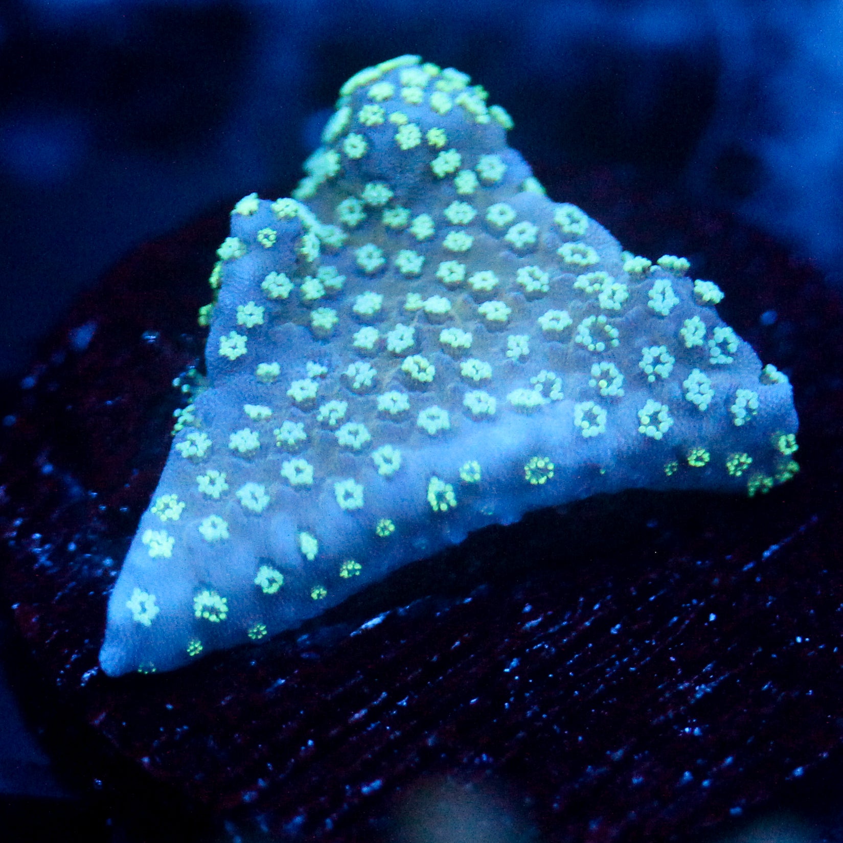 JC Minty Styloporah Side Cut