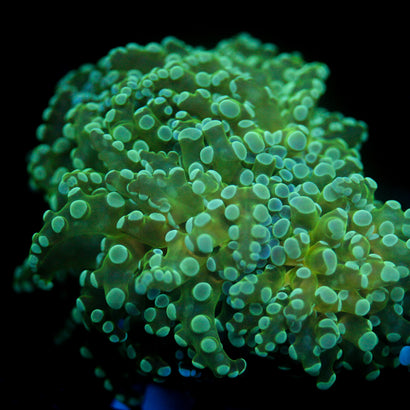 JC Minty Octo