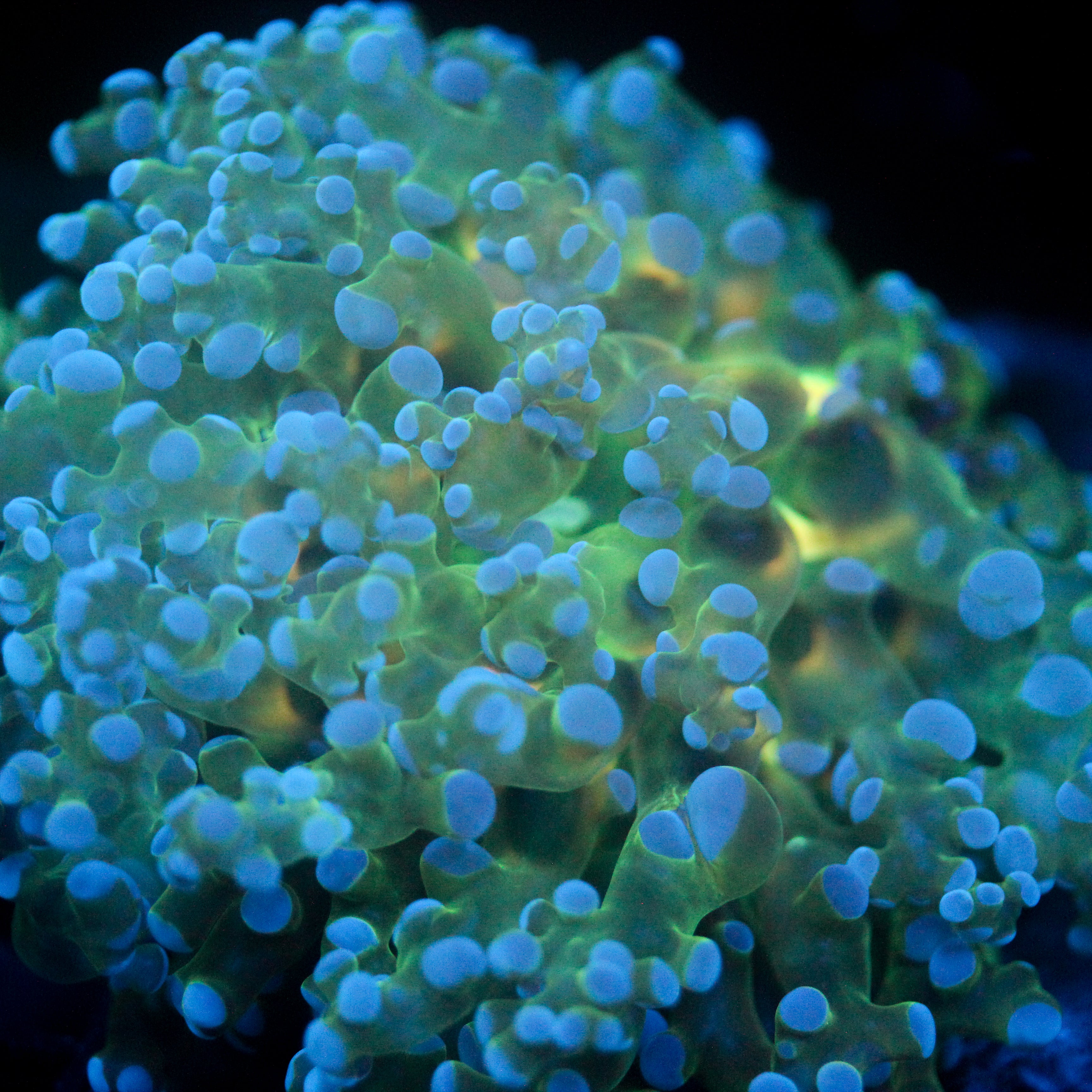 JC Underglow Octo