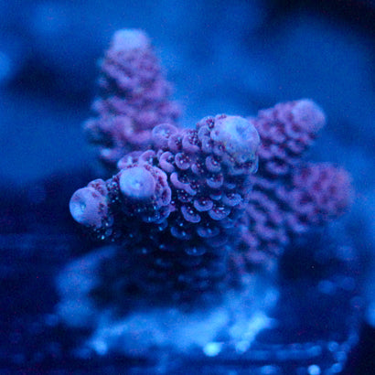 JC Pink Creep