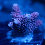 JC Pink Creep