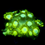 JC Gemstone Goni