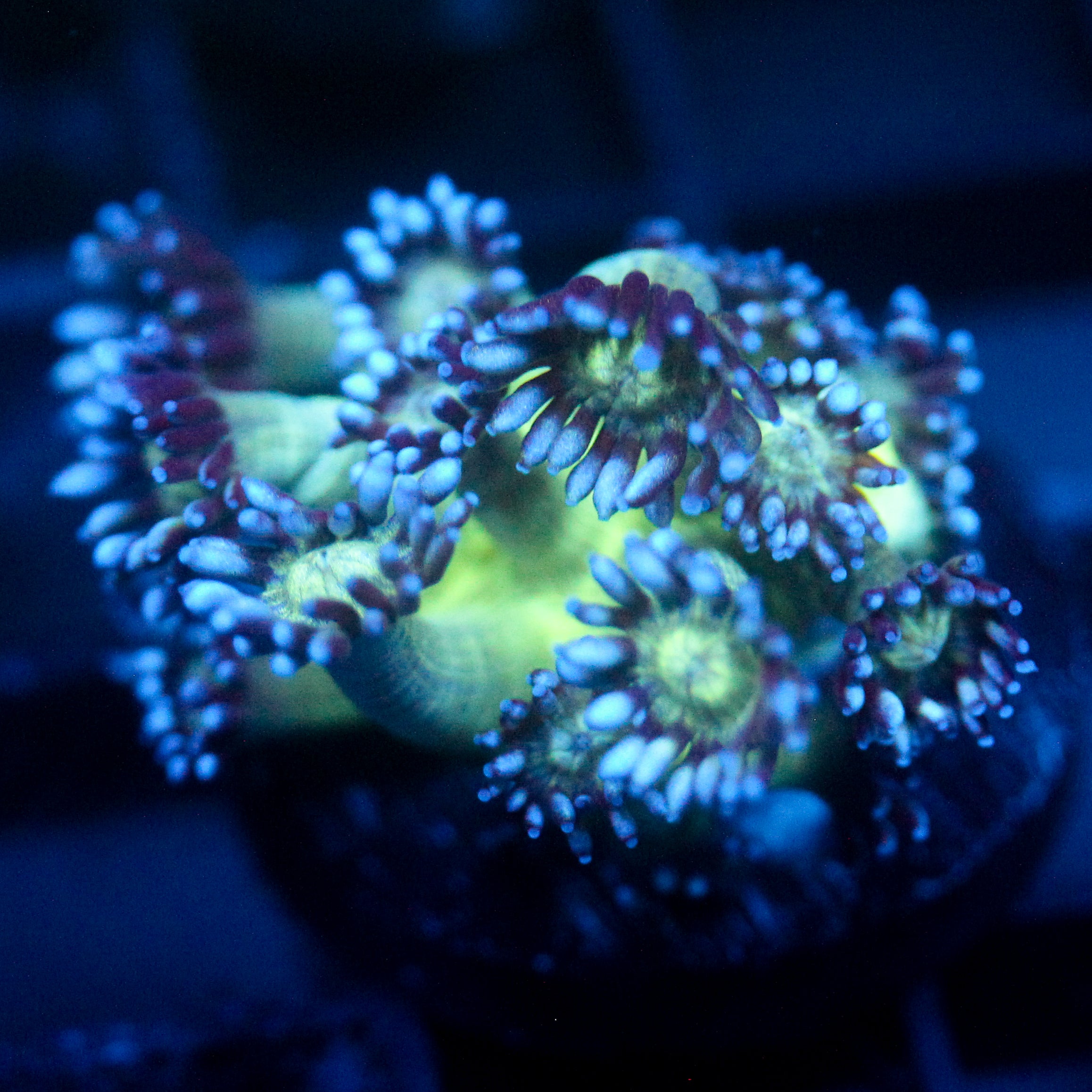 JC Peacock Goni