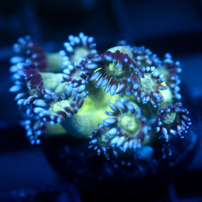 JC Peacock Goni