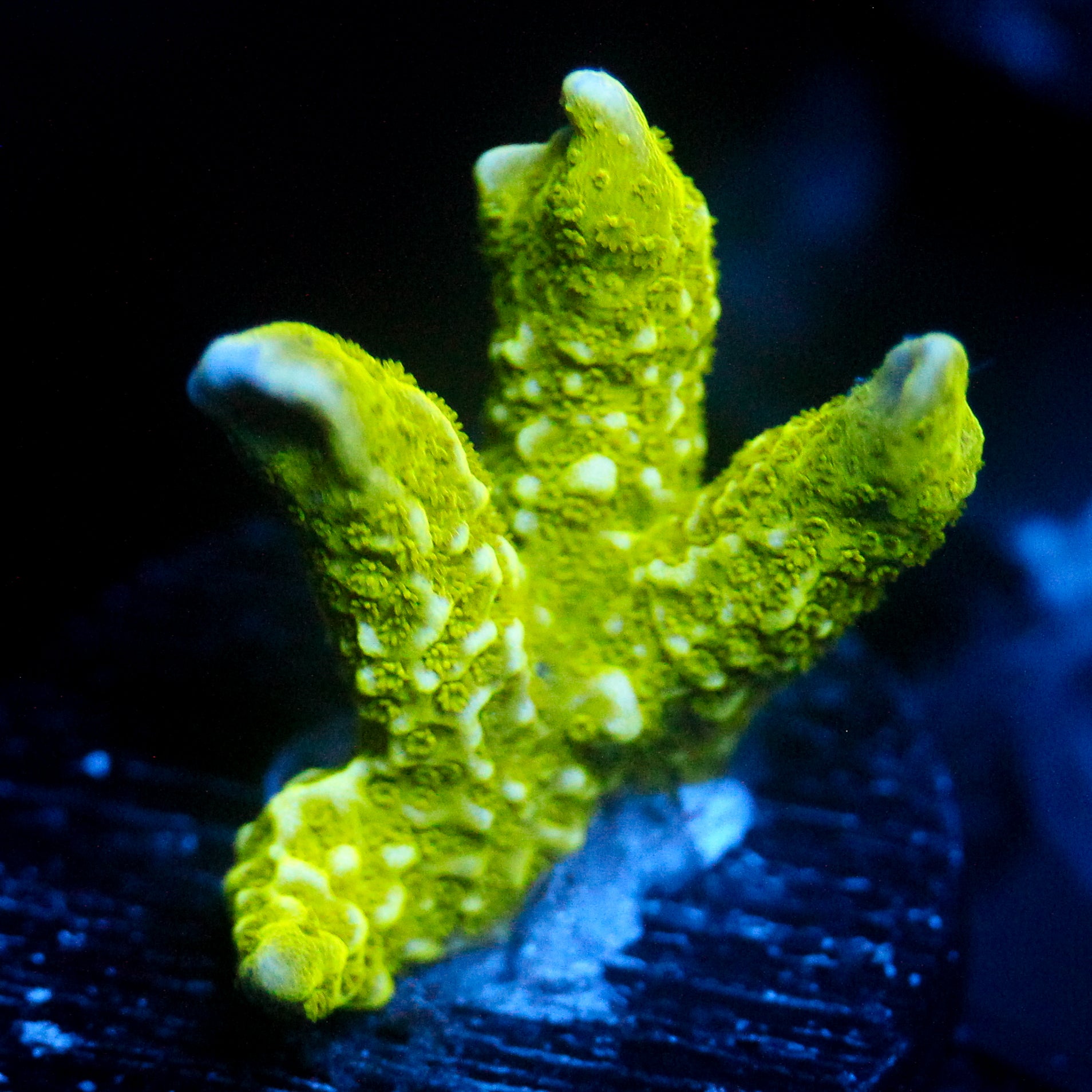 JC Neon Green Digi Monti