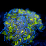 JC Bright One Hammer