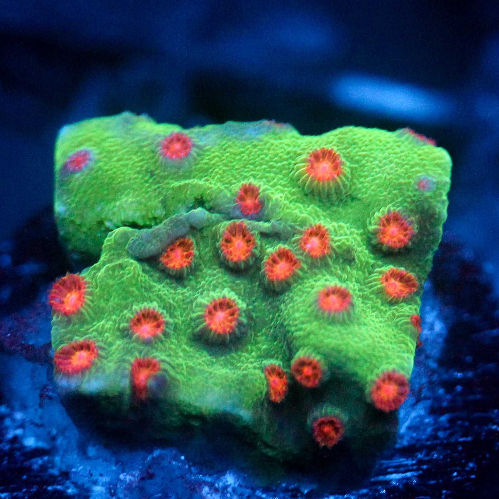 JC Evil Swarm Cyphastrea
