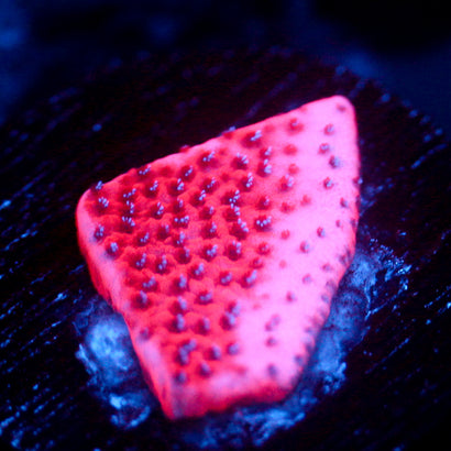 JC Mystic Sunset Montipora