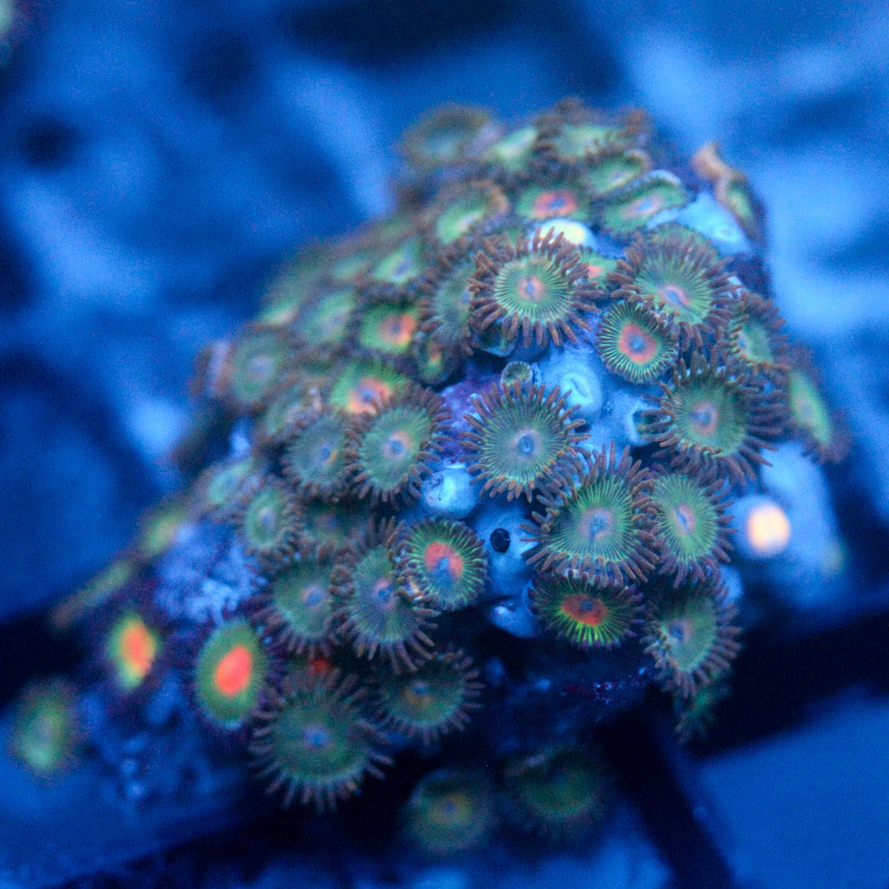 JC Alien Blood Zoanthid Chunk