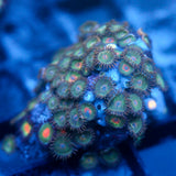 JC Alien Blood Zoanthid Chunk