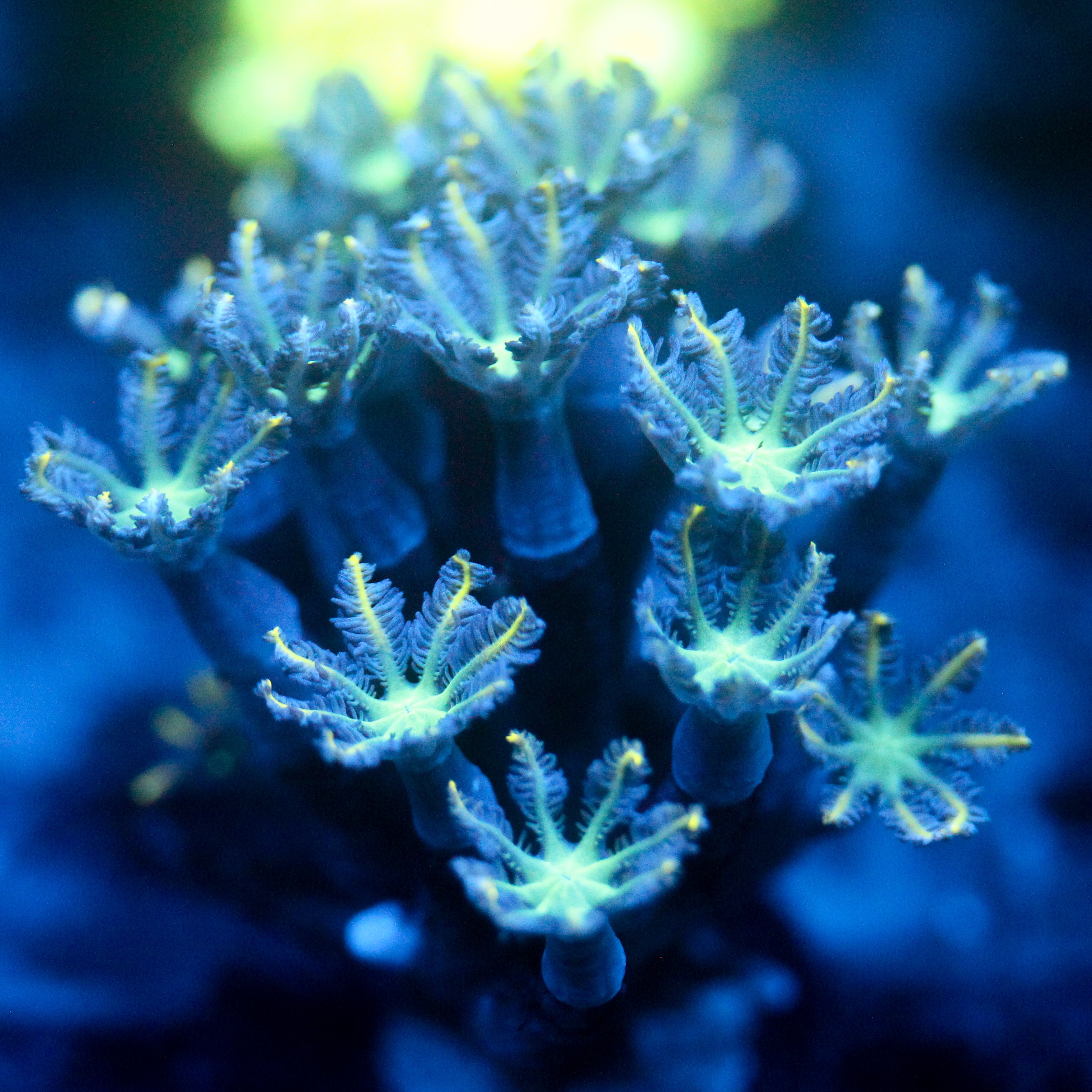 JC Orange Tip Clove Polyp