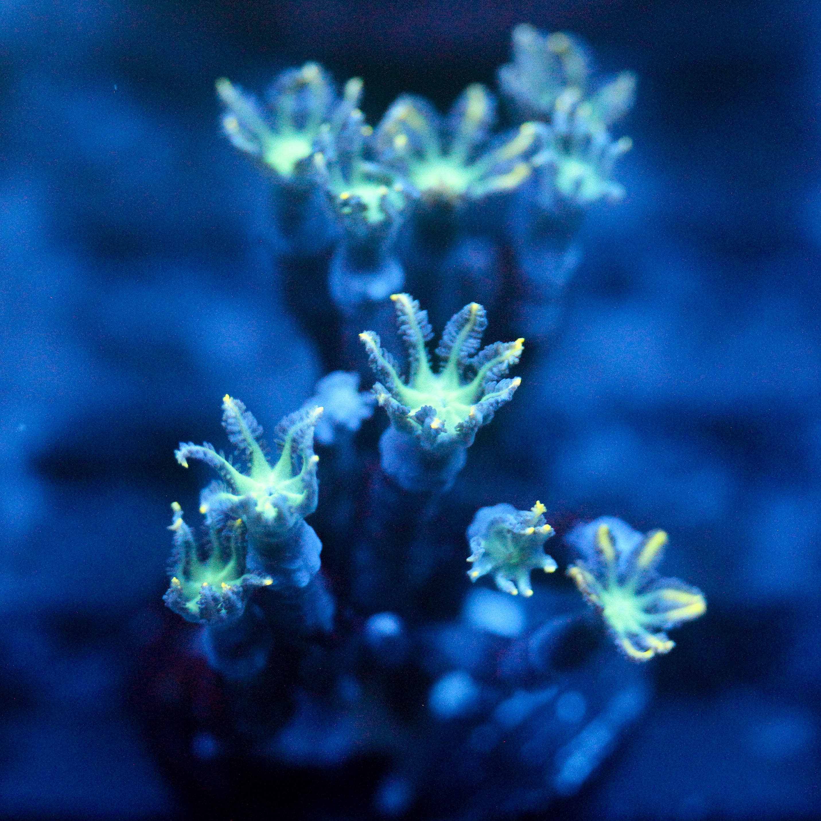JC Orange Tip Clove Polyp