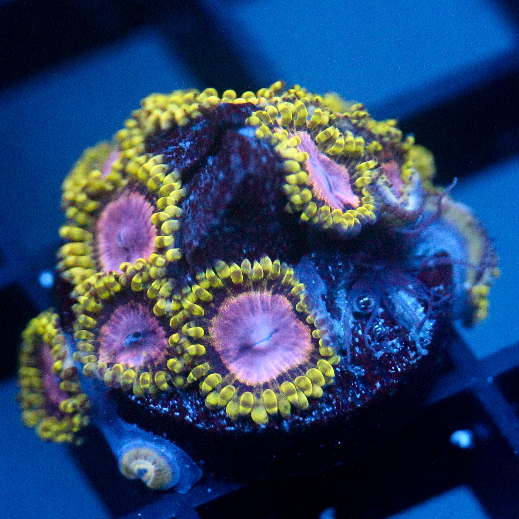 JC Purple Monster Zoanthid